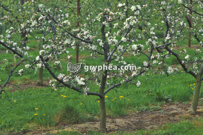 Pommier en fleur (Malus sp.) - gryphea.com